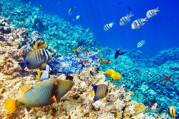 Coastal Tourism